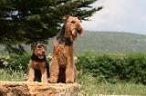 AIREDALE TERRIER 301